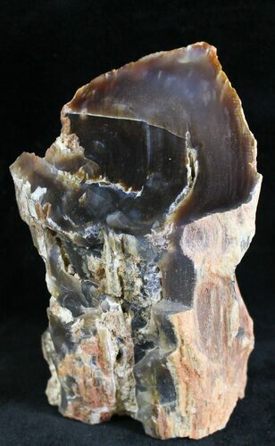 Petrified Wood Limb - Nevada #28461
